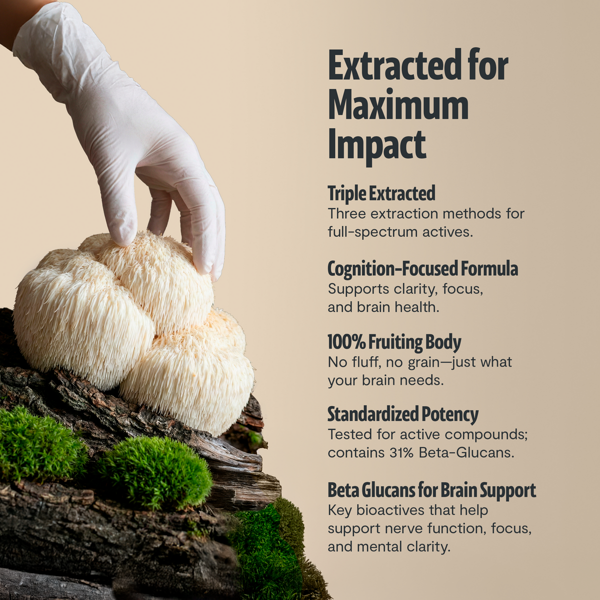 Organic Mushroom Complex | Six-Mushroom Adaptogen Blend